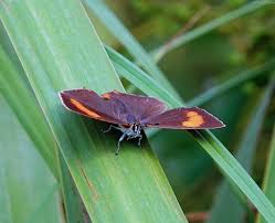 Attēlu rezultāti vaicājumam “Thecla betulae female”