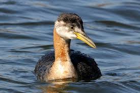 Attēlu rezultāti vaicājumam “Podiceps grisegena”