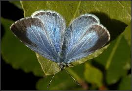 Attēlu rezultāti vaicājumam “Celastrina argiolus female”