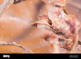 Attēlu rezultāti vaicājumam “Kleidocerys resedae imago”