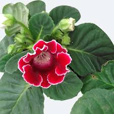 Image result for Sinningia