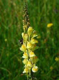 Image result for Linaria vulgaris