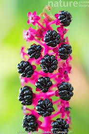 Attēlu rezultāti vaicājumam “Phytolacca acinosa flower”