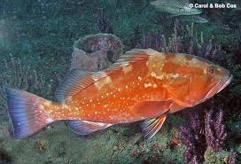 Image result for Epinephelus morio