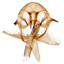 Attēlu rezultāti vaicājumam “Falcaria lacertinaria”