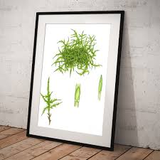 Attēlu rezultāti vaicājumam “Calliergonella cuspidata”