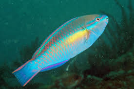 Image result for Scarus taeniopterus