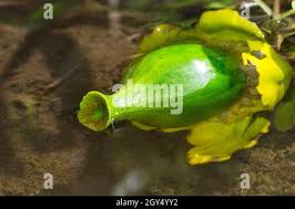 Attēlu rezultāti vaicājumam “Nuphar lutea fruit”