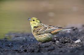 Attēlu rezultāti vaicājumam “Emberiza citrinella male”