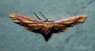 Attēlu rezultāti vaicājumam “Idaea muricata”