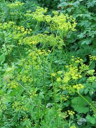 Attēlu rezultāti vaicājumam “Pastinaca sativa subsp. sylvestris leaf”