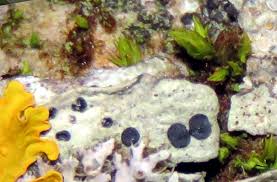 Attēlu rezultāti vaicājumam “Megalaria grossa”