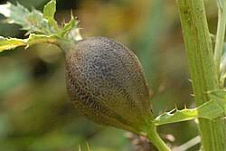 Attēlu rezultāti vaicājumam “Urophora cardui”