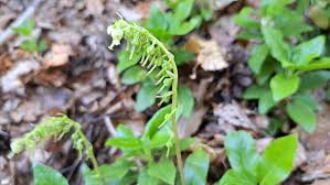 Attēlu rezultāti vaicājumam “Orthilia secunda bud”
