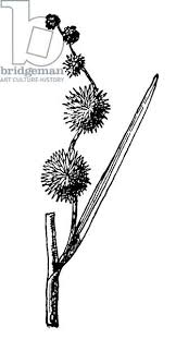 Attēlu rezultāti vaicājumam “Sparganiaceae”