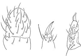 Attēlu rezultāti vaicājumam “Hypogastrura sp.”