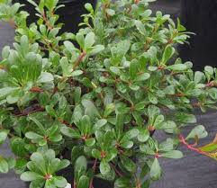 Attēlu rezultāti vaicājumam “Arctostaphylos uva-ursi”