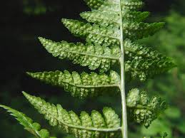 Attēlu rezultāti vaicājumam “Cribraria costata”