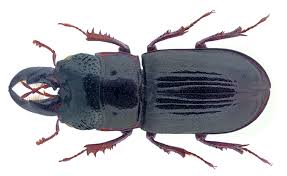 Attēlu rezultāti vaicājumam “Ceruchus chrysomelinus”