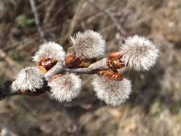Attēlu rezultāti vaicājumam “Salix cinerea female flower”