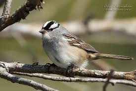 Image result for Zonotrichia leucophrys