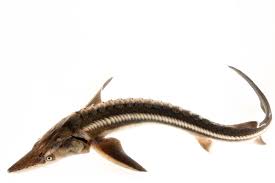 Image result for Acipenser