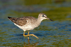 Attēlu rezultāti vaicājumam “Tringa glareola adult”