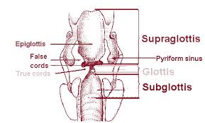 Attēlu rezultāti vaicājumam “Cribraria piriformis”