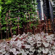 Image result for Heuchera `Swirling Fantasy`