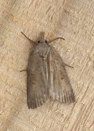 Attēlu rezultāti vaicājumam “Nycteola sp.”