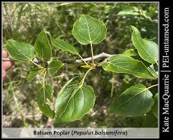 Attēlu rezultāti vaicājumam “Populus x jackii”