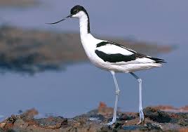 Image result for Recurvirostra avosetta