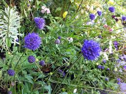 Image result for Succisa pratensis