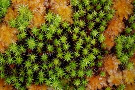 Attēlu rezultāti vaicājumam “Polytrichum commune var. perigoniale”