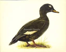 Attēlu rezultāti vaicājumam “Melanitta fusca male”