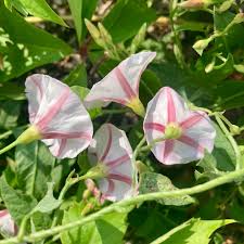 Attēlu rezultāti vaicājumam “Convolvulus arvensis flower”