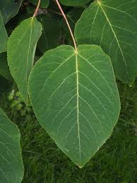 Attēlu rezultāti vaicājumam “Populus laurifolia”