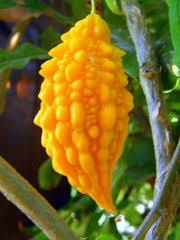 Attēlu rezultāti vaicājumam “Carlina biebersteinii fruit”