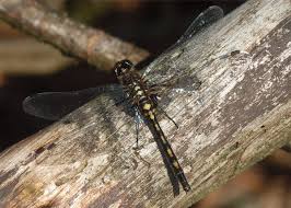 Attēlu rezultāti vaicājumam “Leucorrhinia dubia male”