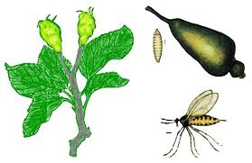 Attēlu rezultāti vaicājumam “Contarinia petioli”