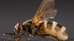 Attēlu rezultāti vaicājumam “Entomophthora”