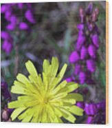 Attēlu rezultāti vaicājumam “Leontodon autumnalis  leaf”