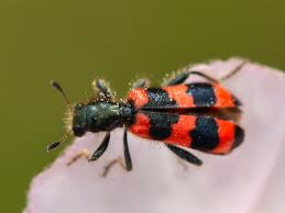 Attēlu rezultāti vaicājumam “Trichodes apiarius”