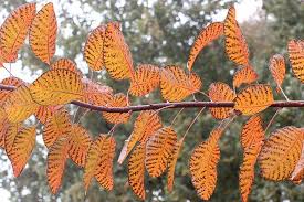 Attēlu rezultāti vaicājumam “Cotinus coggygria leaf”