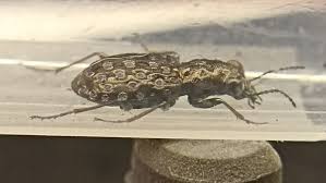 Attēlu rezultāti vaicājumam “Elaphrus cupreus”