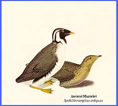 Image result for Synthliboramphus antiquus