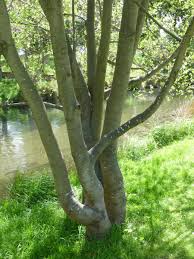 Attēlu rezultāti vaicājumam “Salix daphnoides subsp. acutifolia bud”