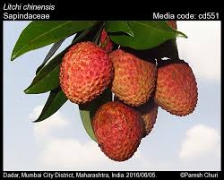 Image result for Litchi chinensis