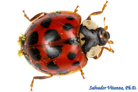 Attēlu rezultāti vaicājumam “Coccinellidae”