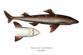 Image result for Squalus acanthias
